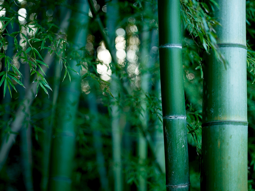 bamboothicket