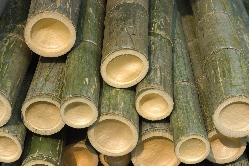 drying bamboo stalks