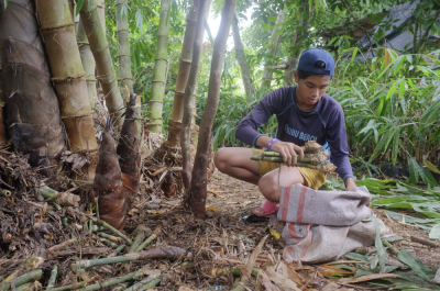 Cariloha Announces One Tree Planted Partnership to Help Combat Deforestation in Mindanao, Philippines