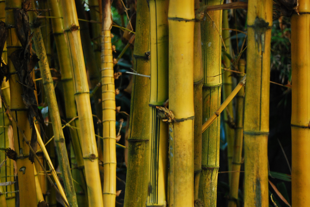 Bamboo in Bali by seanmcgrath on flickr